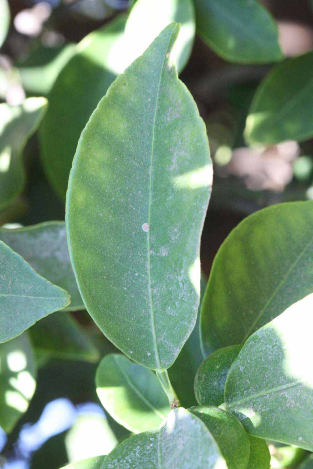            Unifoliolate leaf of  Fortunella crassifolia             (Crassifolia, Riverside,   CA)   